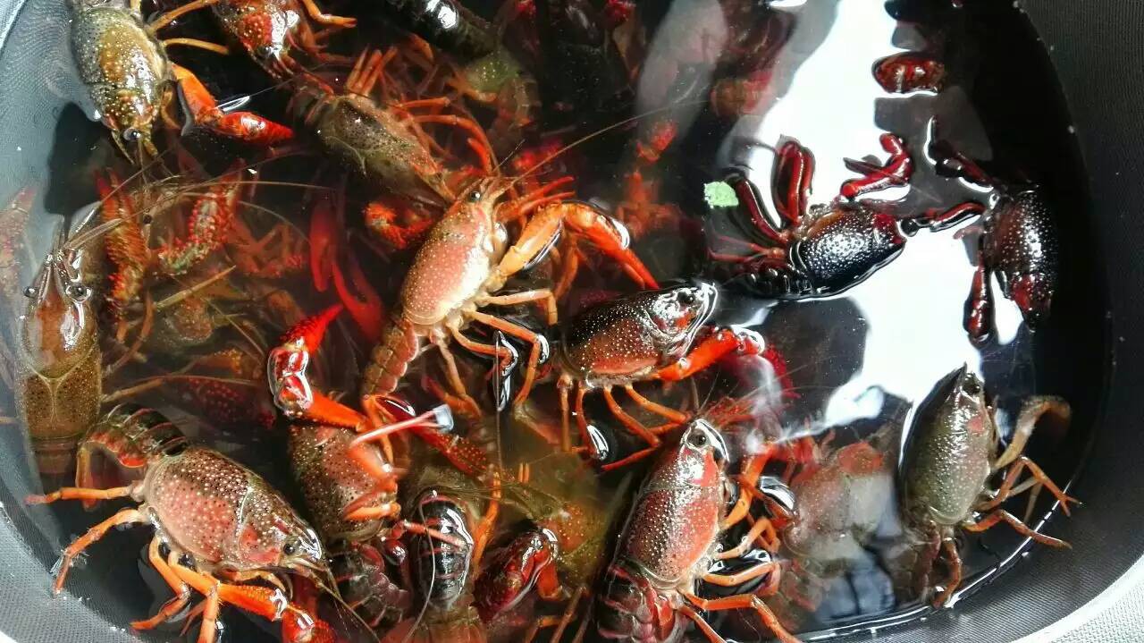 小龍蝦螃蟹生蠔超聲波清洗機(jī) 海鮮凈洗新科技，守護(hù)餐桌健康與美味